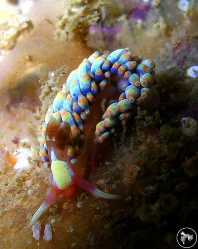 Babakina anadoni from Cabo Frio, Brazil