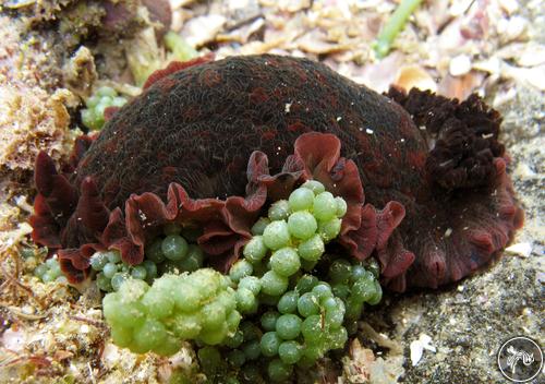 Dendrodoris krebsii from Brazil