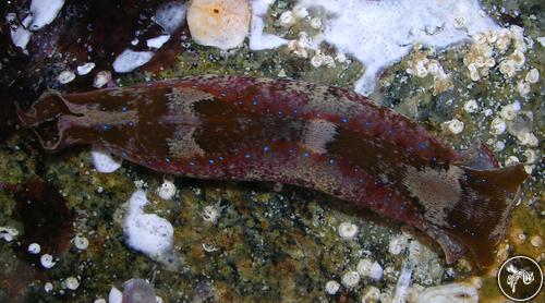 Navanax aenigmaticus from Brazil