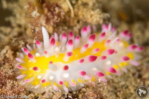 Cadlinella sp. from Fujairah, United Arab Emirates