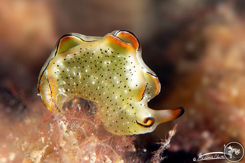 Elysia marginata from Fujairah, United Arab Emirates