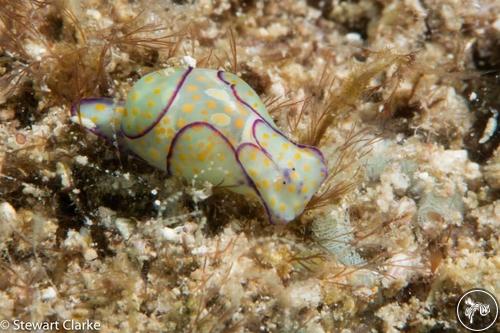 Lamprohaminoea ovalis from Oman