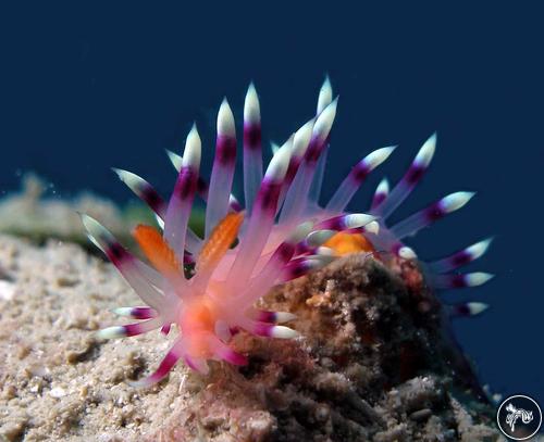 Coryphellina exoptata from Indonesia