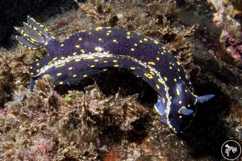 Hypselodoris picta from Portugal