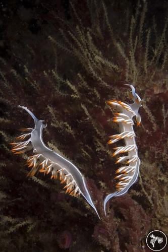 Flabellina babai from Portugal