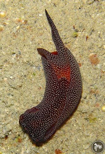 Chelidonura tsurugensis from Indonesia