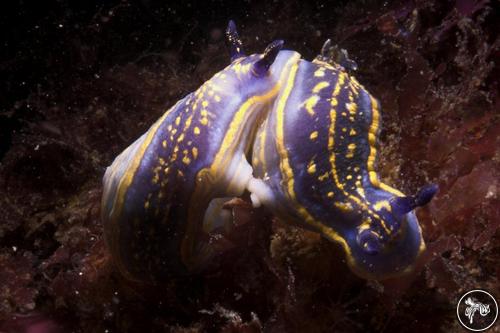 Hypselodoris cantabrica from Portugal