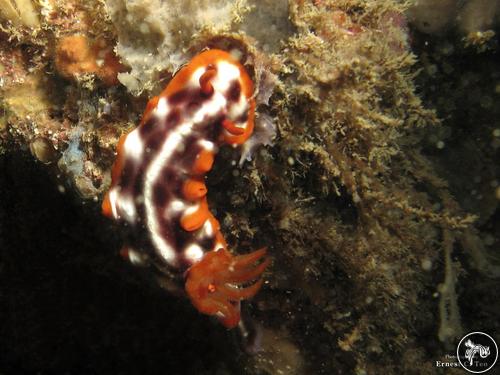 Hypselodoris purpureomaculosa from Malaysia