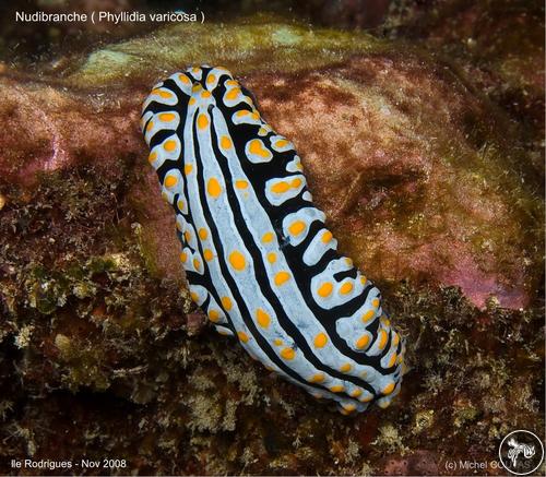 Phyllidia varicosa from Mauritius