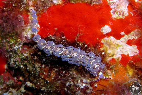 Pteraeolidia ianthina from USA