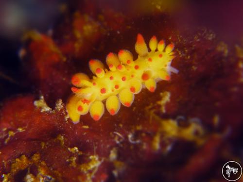 Limacia ornata from Mirbat, Oman