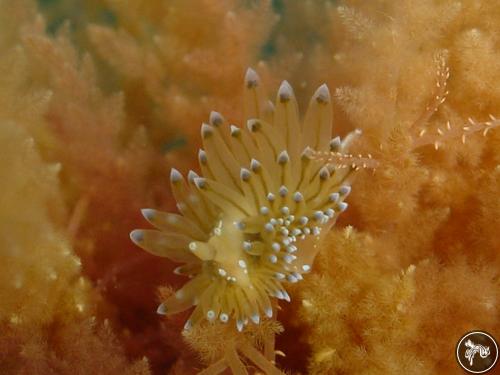 Antiopella cristata from Portugal