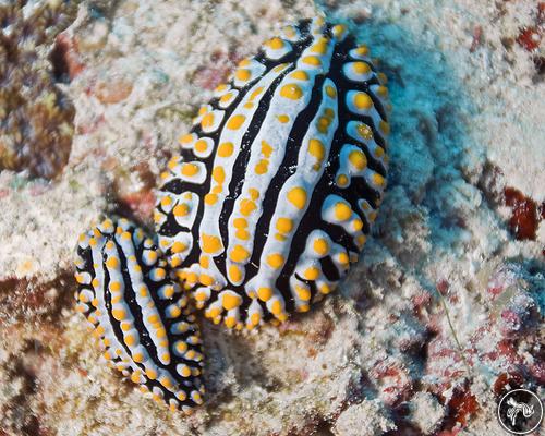 Phyllidia varicosa from Maldives