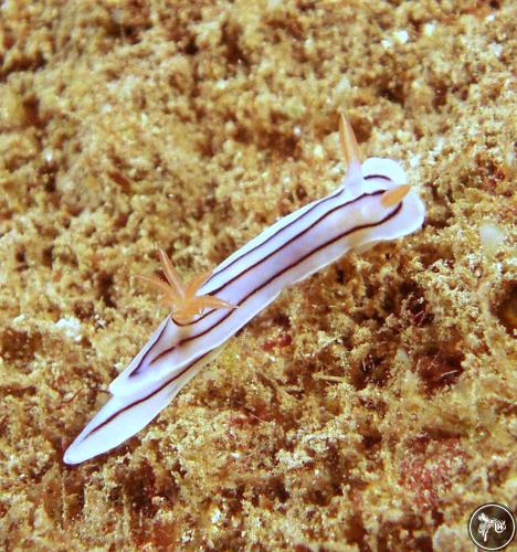 Chromodoris lochi from French Polynesia