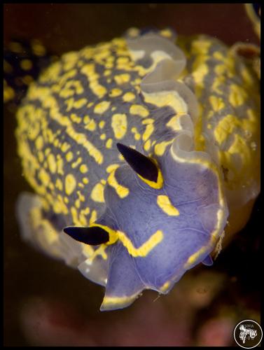 Hypselodoris picta from Portugal