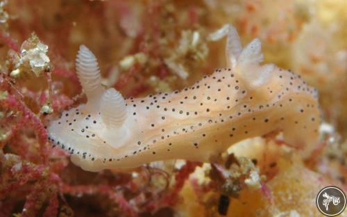 Crimora multidigitalis from Poor Knights, New Zealand