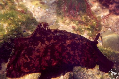 Aplysia depilans from Baleal, Portugal