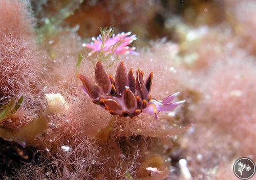 Hermaea variopicta from Peniche, Portugal