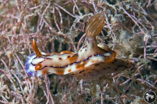 Hypselodoris krakatoa from Philippines