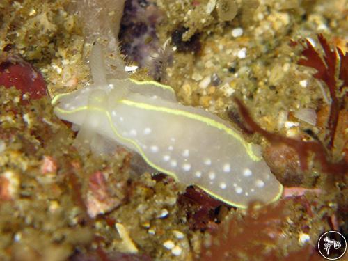 Cadlina willani from New Zealand