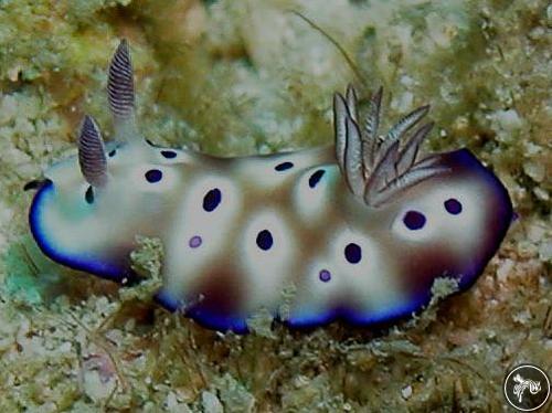 Hypselodoris tryoni from Malaysia