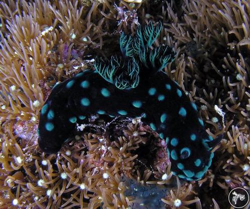 Nembrotha cristata from Australia