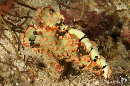 Dermatobranchus ornatus from Indonesia