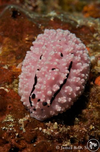 Phyllidiopsis krempfi from Indonesia