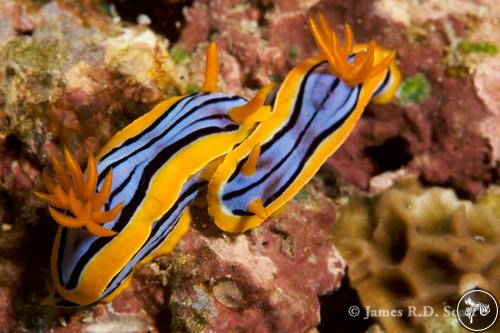 Chromodoris elisabethina from Indonesia