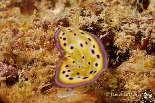 Goniobranchus kuniei from Fiji