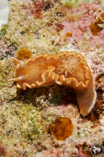 Glossodoris rufomarginata from Fiji