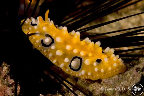 Phyllidia ocellata from Thailand