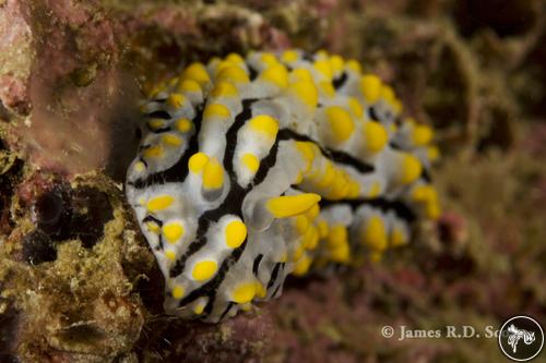 Phyllidia varicosa from Thailand