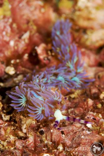 Pteraeolidia ianthina from Thailand