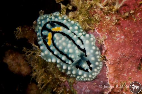 Aldisa erwinkoehleri from Thailand