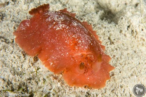 Dendrodoris fumata from United Arab Emirates