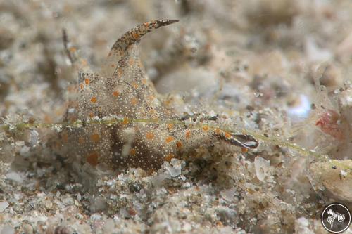 Gastropteron bicornutum from Fujairah, United Arab Emirates