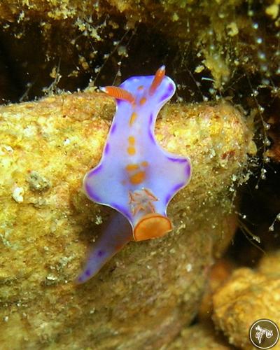 Ceratosoma bicolor from Davao, Philippines