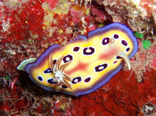 Goniobranchus kuniei from French Polynesia