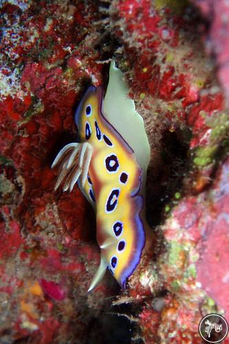 Goniobranchus kuniei from French Polynesia