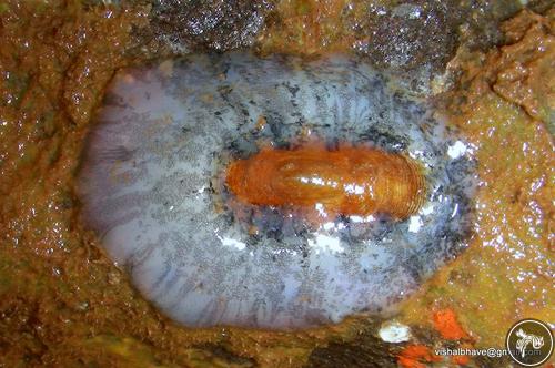 Scutus unguis from Ratnagiri, India