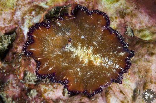 Paraplanocera sp. from Lembeh, Indonesia