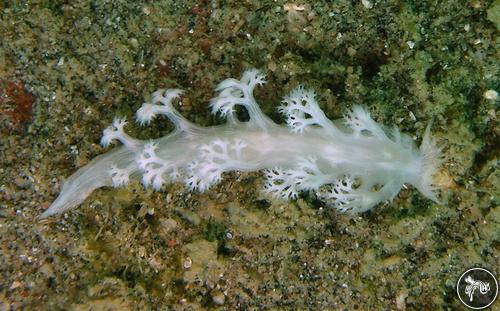 Tritoniopsis alba from Philippines