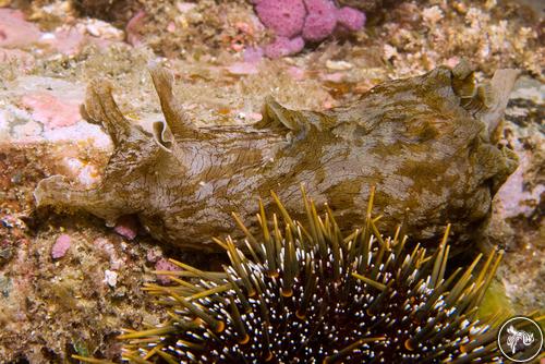 Aplysia keraudreni from New Zealand