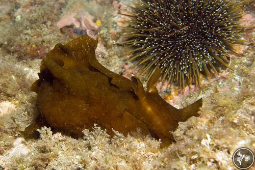 Aplysia keraudreni from New Zealand, New Zealand