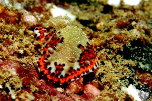 Goniobranchus bombayanus from Thailand