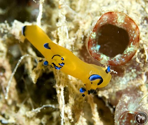 Thecacera pacifica from Egypt