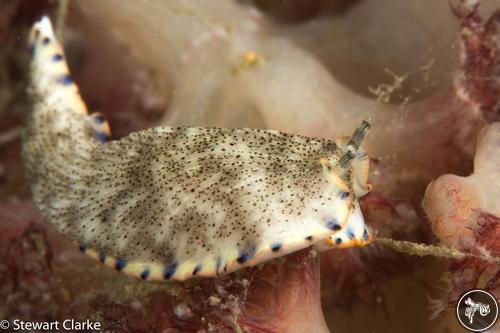 Dermatobranchus caeruleomaculatus from Fujairah, United Arab Emirates