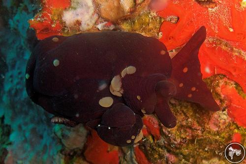 Berthella martensi from Malaysia