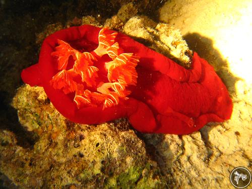 Hexabranchus sanguineus from Egypt